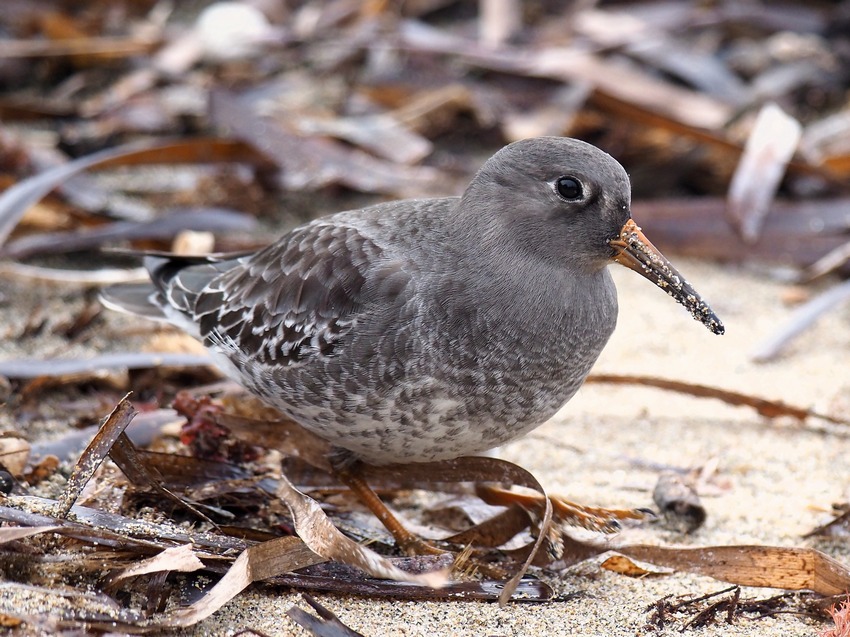 Piovanello violetto ( Calidris maritima ) prima segnalazione nel Lazio